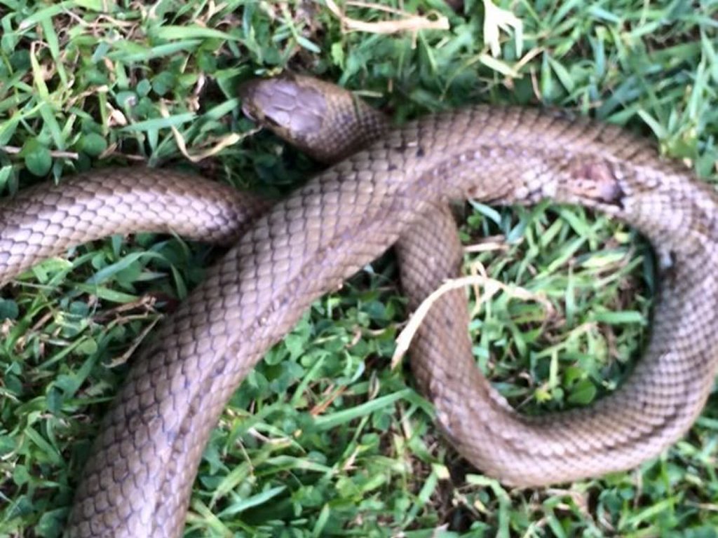 WATCH OUT: This eastern brown snake was found in a Toowoomba back yard at the weekend. WATCH OUT: This eastern brown snake was found in a Toowoomba back yard at the weekend.